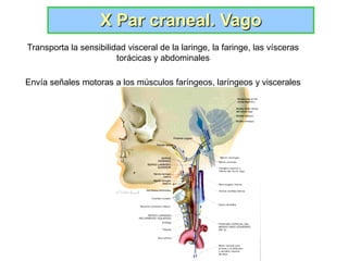 X Par craneal. Vago
Transporta la sensibilidad visceral de la laringe, la faringe, las vísceras
                        torácicas y abdominales

Envía señales motoras a los músculos faríngeos, laríngeos y viscerales
 