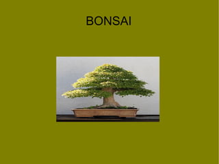 BONSAI
 