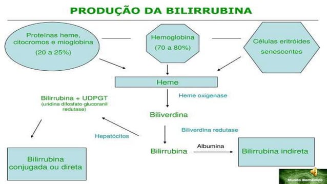 Metabolismo Da Bilirrubina Direta E Indireta pt.slideshare.net