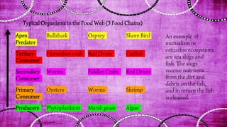 Apex
Predator
Bullshark Osprey Shore Bird
Tertiary
Consumer
Horseshoe crab Red Drum Catfish
Secondary
Consumer
Worms Fiddler Crabs Red Drum
Primary
Consumer
Oysters Worms Shrimp
Producers Phytoplankton Marsh grass Algae
Typical Organisms in the Food Web (3 Food Chains)
An example of
mutualism in
estuarine ecosystems
are sea slugs and
fish. The slugs
receive nutrients
from the dirt and
debris on the fish,
and in return the fish
is cleaned.
 