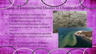 Causes of Environmental Disaster in Chesapeake Bay
● Agricultural runoff and wastewater from
treatment plants has entered the water causing
toxic algal blooms of cyanobacteria.
● The land development has caused sediment
and nutrients to enter the water, clouding the
water.
● The chicken farms are inadequately spreading
manure on the land, causing it to leach into the
water.
● The coal-fire plant raised their smokestacks,
sending the emissions towards the estuary.
 