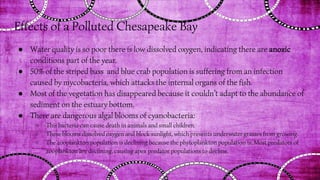 Effects of a Polluted Chesapeake Bay
● Water quality is so poor there is low dissolved oxygen, indicating there are anoxic
conditions part of the year.
● 50% of the striped bass and blue crab population is suffering from an infection
caused by mycobacteria, which attacks the internal organs of the fish.
● Most of the vegetation has disappeared because it couldn’t adapt to the abundance of
sediment on the estuary bottom.
● There are dangerous algal blooms of cyanobacteria:
○ This bacteria can cause death in animals and small children.
○ These blooms dissolved oxygen and block sunlight, which prevents underwater grasses from growing.
○ The zooplankton population is declining because the phytoplankton population is. Most predators of
zooplankton are declining, causing apex predator populations to decline.
 