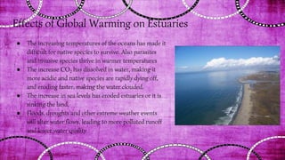 Effects of Global Warming on Estuaries
● The increasing temperatures of the oceans has made it
difficult for native species to survive. Also parasites
and invasive species thrive in warmer temperatures
● The increase CO2 has dissolved in water, making it
more acidic and native species are rapidly dying off,
and eroding faster, making the water clouded.
● The increase in sea levels has eroded estuaries or it is
sinking the land.
● Floods, droughts and other extreme weather events
will alter water flows, leading to more polluted runoff
and lower water quality.
 
