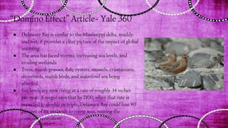 “Domino Effect” Article- Yale 360
● Delaware Bay is similar to the Mississippi delta, muddy
and wet, it provides a clear picture of the impact of global
warming.
● The area has faced storms, increasing sea levels, and
eroding wetlands.
● Trees, marsh grasses, fish, oysters, mussels, crustaceans,
shorebirds, marsh birds, and waterfowl are being
affected.
● Sea levels are now rising at a rate of roughly .14 inches
per year. Kreeger says that by 2100, when that rate is
expected to double or triple, Delaware Bay could lose 90
percent of its wetlands to rising seas, ruining the
complex ecosystem.
 