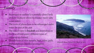 Estuary
● An estuary or wetland is a partially closed body
of water in places where freshwater meets salty
ocean water.
● The roots of plants have to be submerged under
water for part of the year.
● The mixed water is brackish and depending on
the flow of freshwater, different types of
estuaries are formed.
● Usually form in river mouths, bays, inlets, gulfs,
and sounds are classified as estuaries.
Klamath River Estuary in OR/CA/WA
 