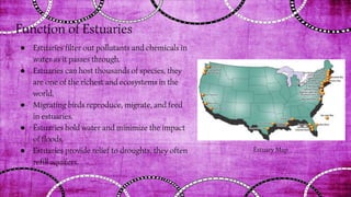 Function of Estuaries
● Estuaries filter out pollutants and chemicals in
water as it passes through.
● Estuaries can host thousands of species, they
are one of the richest and ecosystems in the
world.
● Migrating birds reproduce, migrate, and feed
in estuaries.
● Estuaries hold water and minimize the impact
of floods.
● Estuaries provide relief to droughts, they often
refill aquifers.
Estuary Map
 