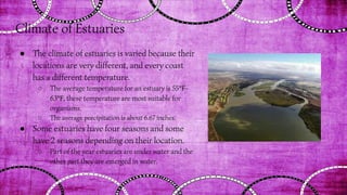 Climate of Estuaries
● The climate of estuaries is varied because their
locations are very different, and every coast
has a different temperature.
○ The average temperature for an estuary is 55℉-
63℉, these temperature are most suitable for
organisms.
○ The average precipitation is about 6.67 inches.
● Some estuaries have four seasons and some
have 2 seasons depending on their location.
○ Part of the year estuaries are under water and the
other part they are emerged in water.
 