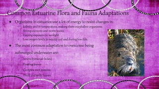 Common Estuarine Flora and Fauna Adaptations
● Organisms in estuaries use a lot of energy to resist changes in:
○ Salinity and in temperature, making them euryhaline organisms.
○ Strong currents and storm waves.
○ Varying exposure to sunlight.
○ Low oxygen levels in muddy soil and during low tide.
● The most common adaptation to overcome being
submerged underwater are:
○ Aerenchyma (air holes)
○ Floating leaves
○ Complex root systems
○ Thick and wide. leaves.
 