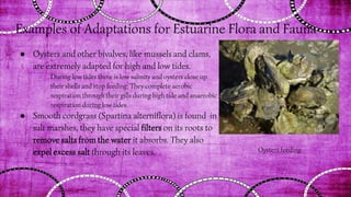 Examples of Adaptations for Estuarine Flora and Fauna
● Oysters and other bivalves, like mussels and clams,
are extremely adapted for high and low tides.
○ During low tides there is low salinity and oysters close up
their shells and stop feeding. They complete aerobic
respiration through their gills during high tide and anaerobic
respiration during low tides.
● Smooth cordgrass (Spartina alterniflora) is found in
salt marshes, they have special filters on its roots to
remove salts from the water it absorbs. They also
expel excess salt through its leaves. Oysters feeding
 