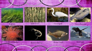 Seagrass Spike Grass Great Egret Starry Flounder
Sunflower Seastar Skeleton Shrimp Shriner Perch Bald Eagle
 