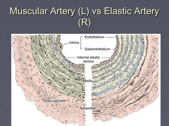Histology of cardiovascular system | PPT | Heart and Cardiovascular ...