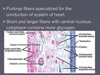 Histology of cardiovascular system | PPT