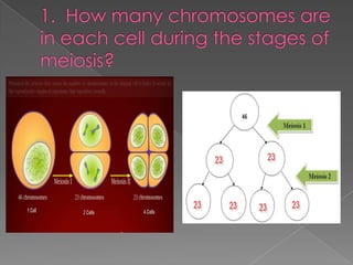 1.  How many chromosomes are in each cell during the stages of meiosis?