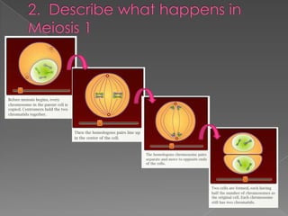 2.  Describe what happens in Meiosis 1