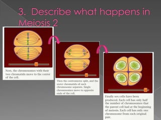 3.  Describe what happens in Meiosis 2