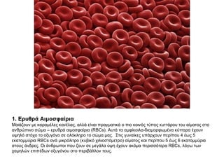 1. Ερυθρά Αιμοσφαίρια Μοιάζουν με καραμέλες κανέλας, αλλά είναι πραγματικά ο πιο κοινός τύπος κυττάρου του αίματος στο ανθρώπινο σώμα – ερυθρά αιμοσφαίρια ( RBCs ). Αυτά τα αμφίκοιλα-διαμορφωμένα κύτταρα έχουν υψηλό στόχο το οξυγόνο σε ολόκληρο το σώμα μας.  Στις γυναίκες υπάρχουν περίπου 4 έως 5 εκατομμύρια  RBCs  ανά μικρόλιτρο (κυβικό χιλιοστόμετρο) αίματος και περίπου 5 έως 6 εκατομμύρια στους άνδρες. Οι άνθρωποι που ζουν σε μεγάλα ύψη έχουν ακόμα περισσότερα  RBCs , λόγω των χαμηλών επιπέδων οξυγόνου στο περιβάλλον τους.  