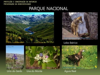 PROTECÇÃO E CONSERVAÇÃO DA NATUREZA
PRESERVAÇÃO DA BIODIVERSIDADE
PARQUE NACIONAL
In: http://www.refugiodoscregos.com/imagens/lobo.jpg
In: http://img11.imageshack.us/img11/4839/3225662.jpg
Lobo Ibérico
In: http://3.bp.blogspot.com/_BM-
WfwnMlns/S6kxMrXlwFI/AAAAAAAAAvs/iio0vKwIxOY/s400/aguia-real+do+Ger%C3%AAs.jpg
Águia Real
In:
http://farm5.staticflickr.com/4078/4859738
091_2979aac8a2_z.jpg
Lírio do Gerês
In:
http://4.bp.blogspot.com/_ZpJmBtPVdbk/TFco_3WPbdI/AAAAAAAAGqs/L0vZ
8PH7B_I/s1600/Mirtilo++%283%29.JPG
Uva do Monte
 