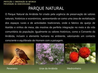 O Parque Natural da Arrábida foi criado pela urgência de preservação de valores
naturais, históricos e económicos, apresentando-se como uma área de revitalização
dos espaços rurais e de actividades tradicionais, onde o fabrico do queijo de
Azeitão e vinhos de mesa, são mostras da perfeita integração no meio e da vida
comunitária da população. Igualmente os valores históricos, como o Convento da
Arrábida, incluem o elemento humano no ambiente, valorizando um contacto
consciente e equilibrado do Homem com a paisagem.
PROTECÇÃO E CONSERVAÇÃO DA NATUREZA
PRESERVAÇÃO DA BIODIVERSIDADE
PARQUE NATURAL
In: http://ipt.olhares.com/data/big/289/2899130.jpg
Peneireiro
In: http://www.santalha.com/fotos%20varias/urze.jpg
Urze da Arrábida
In: http://www.cm-
coimbra.pt/pnatureza/fotos/10_folheto_arvores10small.jp
g
Medronheiro
 