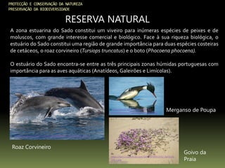 PROTECÇÃO E CONSERVAÇÃO DA NATUREZA
PRESERVAÇÃO DA BIODIVERSIDADE
RESERVA NATURAL
A zona estuarina do Sado constitui um viveiro para inúmeras espécies de peixes e de
moluscos, com grande interesse comercial e biológico. Face à sua riqueza biológica, o
estuário do Sado constitui uma região de grande importância para duas espécies costeiras
de cetáceos, o roaz corvineiro (Tursiops truncatus) e o boto (Phocoena phocoena).
O estuário do Sado encontra-se entre as três principais zonas húmidas portuguesas com
importância para as aves aquáticas (Anatídeos, Galeirões e Limícolas).
In: http://farm8.staticflickr.com/7012/6789317551_7643dd10a6_z.jpg
Roaz Corvineiro
In: http://litoral-alentejano.com/pt/wp-
content/uploads/2012/08/sadofauma05.jpg
Merganso de Poupa
In:
https://farm2.staticflickr.com/1077/4729913592_0e55196
144_z.jpg
Goivo da
Praia
 