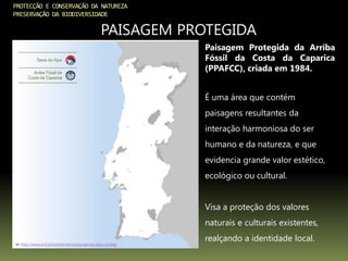 PROTECÇÃO E CONSERVAÇÃO DA NATUREZA
PRESERVAÇÃO DA BIODIVERSIDADE
PAISAGEM PROTEGIDA
In: http://www.icnf.pt/portal/naturaclas/ap/nac/pais-proteg
É uma área que contém
paisagens resultantes da
interação harmoniosa do ser
humano e da natureza, e que
evidencia grande valor estético,
ecológico ou cultural.
Visa a proteção dos valores
naturais e culturais existentes,
realçando a identidade local.
Paisagem Protegida da Arriba
Fóssil da Costa da Caparica
(PPAFCC), criada em 1984.
 