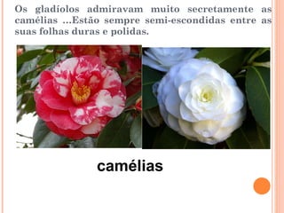 Os gladíolos admiravam muito secretamente as camélias …Estão sempre semi-escondidas entre as suas folhas duras e polidas. camélias 