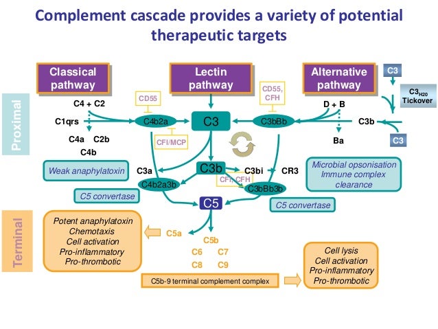 5 1 review of complement system khadizha emirova eng complement cascade