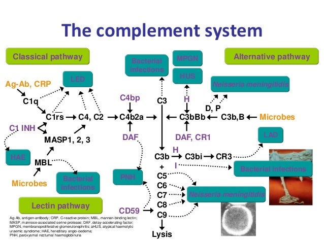 5-1. Review of complement system. Khadizha Emirova (eng)
