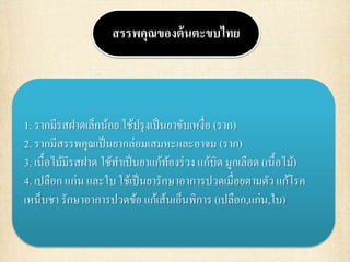 สรรพคุณของต้นตะขบไทย
1. รากมีรสฝาดเล็กน้อย ใช้ปรุงเป็นยาขับเหงื่อ (ราก)
2. รากมีสรรพคุณเป็นยากล่อมเสมหะและอาจม (ราก)
3. เนื้อไม้มีรสฝาด ใช้ทาเป็นยาแก้ท้องร่วง แก้บิด มูกเลือด (เนื้อไม้)
4. เปลือก แก่น และใบ ใช้เป็นยารักษาอาการปวดเมื่อยตามตัว แก้โรค
เหน็บชา รักษาอาการปวดข้อ แก้เส้นเอ็นพิการ (เปลือก,แก่น,ใบ)
 