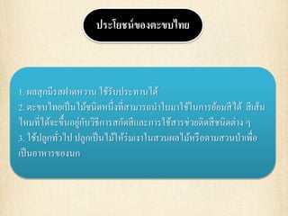 ประโยชน์ของตะขบไทย
1. ผลสุกมีรสฝาดหวาน ใช้รับประทานได้
2. ตะขบไทยเป็นไม้ชนิดหนึ่งที่สามารถนาใบมาใช้ในการย้อมสีได้ สีเส้น
ไหมที่ได้จะขึ้นอยู่กับวิธีการสกัดสีและการใช้สารช่วยติดสีชนิดต่าง ๆ
3. ใช้ปลูกทั่วไป ปลูกเป็นไม้ให้ร่มเงาในสวนผลไม้หรือตามสวนป่าเพื่อ
เป็นอาหารของนก
 