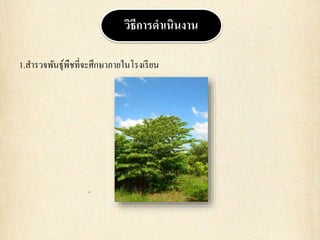 1.สารวจพันธุ์พืชที่จะศึกษาภายในโรงเรียน
วิธีการดาเนินงาน
 