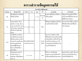 ตารางสารวจข้อมูลพรรณไม้
ตารางสารวจต้นตะขบ
ลักษณะ ลักษณะวิสัย กว้าง ยาว สูง สี สรรพคุณ ประโยชน์
ต้น
เป็นไม้พุ่มกึ่งเถาลาต้นเป็น
สี่เหลี่ยม มักมีขน - 5 - 7 m
น้าตาลปน
ดา
มีรสฝาด ใช้ทาเป็นยาแก้ท้องร่วง
แก้บิด มูกเลือด
ใช้ปลูกทั่วไป ปลูกเป็นไม้ให้ร่ม
เงาในสวนผลไม้หรือตามสวนป่า
เพื่อเป็นอาหารของนก
ใบ
ออกตรงกันข้าม ตัวใบ
กลมรียาว 3-9 ซม. ปลาย
แหลม ฐานใบกว้าง ขอบ
ใบมีรอยหยัก หลังใบมีขน
เล็กน้อย ผิวใบเป็นคลื่น
ขรุขระ
3.5 - 5 cm 8 - 13 cm - เขียว
ใช้ตาพอกแผล ฝีพุพอง ต้มน้าอุ่น
อาบหรือแช่แก้โรคปวดข้อ
สามารถนาใบมาใช้ในการย้อมสี
ได้ใบที่ย่างไฟจนแห้งใช้ชงกิน
หลัง คลอดบุตร
ดอก
ดอกเป็นสีขาวอมเหลือง
และมีกลิ่นหอม ออกดอก
เป็นช่อแบบช่อกระจะสั้น
ตามซอกใบ ดอกเป็นแบบ
แยกเพศ อยู่ต่างต้นกัน
ดอกเพศผู้มีกลีบดอก 5
กลีบ และมีกลีบเลี้ยง 5
กลีบ สีเขียว
มีขนาดเส้นผ่านศูนย์
กลางประมาณ 2 cm
-
ขาวอม
เหลือง
รักษาอาการปวดท้อง อาเจียน
ใช้ห้ามเลือด นาดอกแห้งมาชงเป็น
ยาแก้ปวดศรีษะ ลดไข้แก้หวัด แก้
ปวดเกร็งในทางเดินอาหาร ต้ม
รวมกับสมุนไพรชนิดอื่นช่วย ขับ
ระดู แก้โรคตับอักเสบ
-
ผล
ลักษณะลูกทรงกลม ผิว
บางเรียบ ขนาด 1.5
เซนติเมตร เมื่อสุกมีสีแดง
รสหวาน
1.5 - 2.5 cm - แดง
มีใยอาหาร ช่วยดูดซับคอ
เรสเตอรอล ลดความเสี่ยงมะเร็ง
ลาไส้และเส้นเลือดในสมองแตก
ผลสุกจะมีรสหวานเย็น กลิ่นหอม
รับประทานแล้วจะเป็นยาบารุง
กาลังทาให้ชุ่มชื่นหัวใจ
 