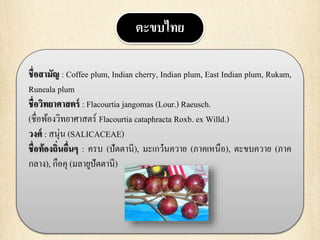 ตะขบไทย
ชื่อสามัญ : Coffee plum, Indian cherry, Indian plum, East Indian plum, Rukam,
Runeala plum
ชื่อวิทยาศาสตร์ : Flacourtia jangomas (Lour.) Raeusch.
(ชื่อพ้องวิทยาศาสตร์ Flacourtia cataphracta Roxb. ex Willd.)
วงศ์ : สนุ่น (SALICACEAE)
ชื่อท้องถิ่นอื่นๆ : ครบ (ปัตตานี), มะเกว๋นควาย (ภาคเหนือ), ตะขบควาย (ภาค
กลาง), กือคุ (มลายูปัตตานี)
 