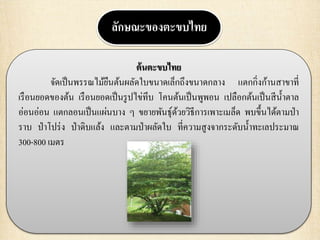 ลักษณะของตะขบไทย
ต้นตะขบไทย
จัดเป็นพรรณไม้ยืนต้นผลัดใบขนาดเล็กถึงขนาดกลาง แตกกิ่งก้านสาขาที่
เรือนยอดของต้น เรือนยอดเป็นรูปไข่ทึบ โคนต้นเป็นพูพอน เปลือกต้นเป็นสีน้าตาล
อ่อนอ่อน แตกลอนเป็นแผ่นบาง ๆ ขยายพันธุ์ด้วยวิธีการเพาะเมล็ด พบขึ้นได้ตามป่า
ราบ ป่าโปร่ง ป่าดิบแล้ง และตามป่าผลัดใบ ที่ความสูงจากระดับน้าทะเลประมาณ
300-800 เมตร
 