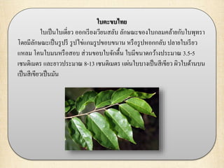 ใบตะขบไทย
ใบเป็นใบเดี่ยว ออกเรียงเวียนสลับ ลักษณะของใบกลมคล้ายกับใบพุทรา
โดยมีลักษณะเป็นรูปรี รูปไข่แกมรูปขอบขนาน หรือรูปหอกกลับ ปลายใบเรียว
แหลม โคนใบมนหรือสอบ ส่วนขอบใบจักตื้น ใบมีขนาดกว้างประมาณ 3.5-5
เซนติเมตร และยาวประมาณ 8-13 เซนติเมตร แผ่นใบบางเป็นสีเขียว ผิวใบด้านบน
เป็นสีเขียวเป็นมัน
 