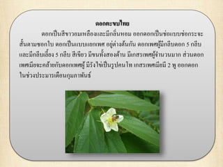 ดอกตะขบไทย
ดอกเป็นสีขาวอมเหลืองและมีกลิ่นหอม ออกดอกเป็นช่อแบบช่อกระจะ
สั้นตามซอกใบ ดอกเป็นแบบแยกเพศ อยู่ต่างต้นกัน ดอกเพศผู้มีกลีบดอก 5 กลีบ
และมีกลีบเลี้ยง 5 กลีบ สีเขียว มีขนทั้งสองด้าน มีเกสรเพศผู้จานวนมาก ส่วนดอก
เพศเมียจะคล้ายกับดอกเพศผู้มีรังไข่เป็นรูปคนโท เกสรเพศเมียมี 2 พู ออกดอก
ในช่วงประมารเดือนกุมภาพันธ์
 