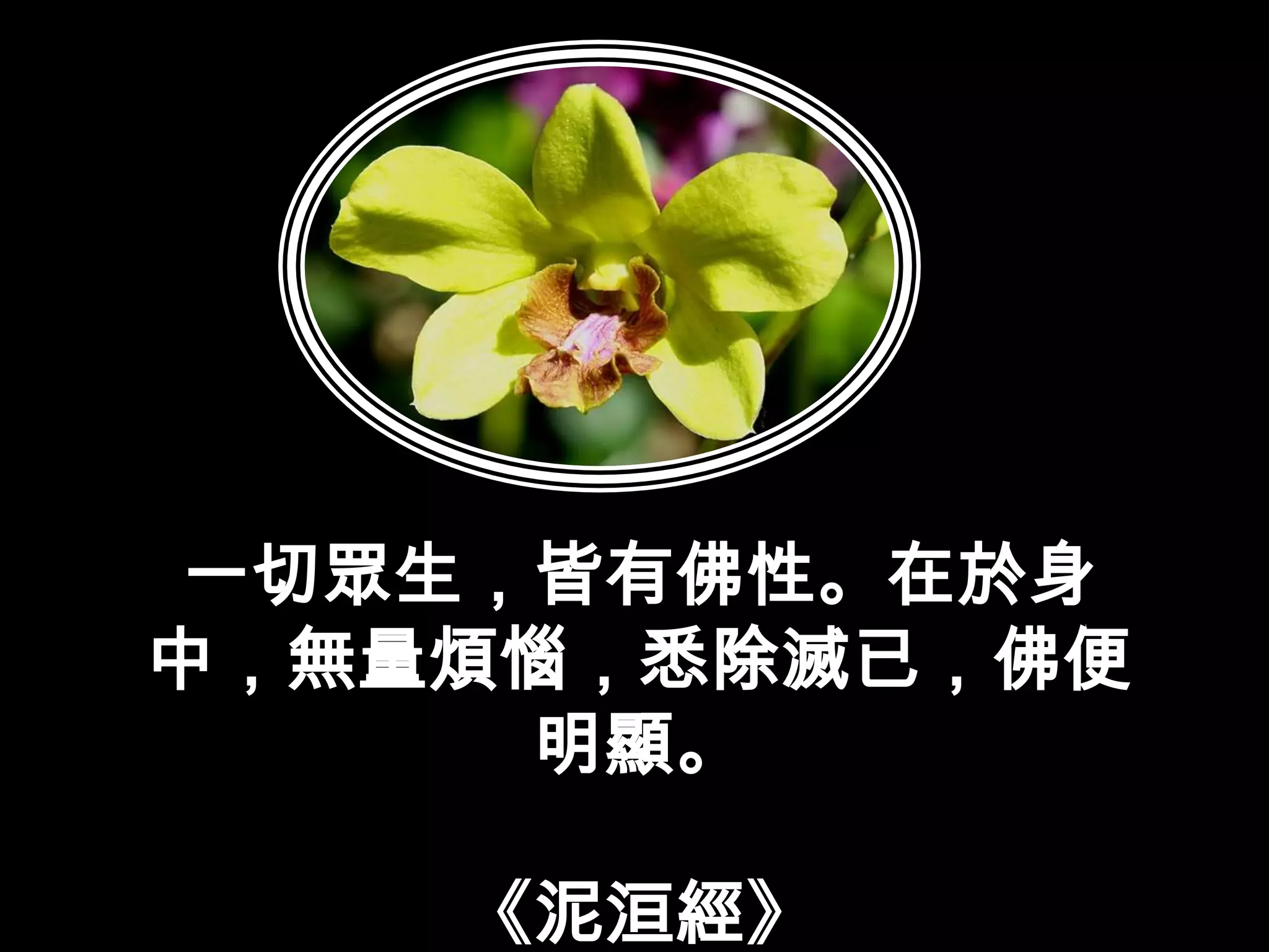 一切眾生，皆有佛性。在於身中，無量煩惱，悉除滅已，佛便明顯。《泥洹經》