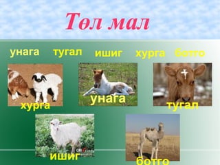 Төл мал
тугал ишиг хурга ботго
хурга тугал
унага
ишиг
унага
 