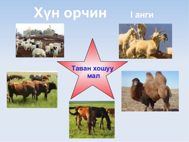 5 хошуу мал