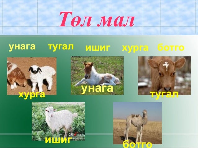 5 хошуу мал