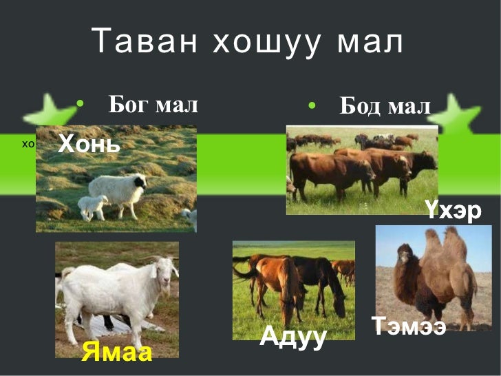 5 хошуу мал