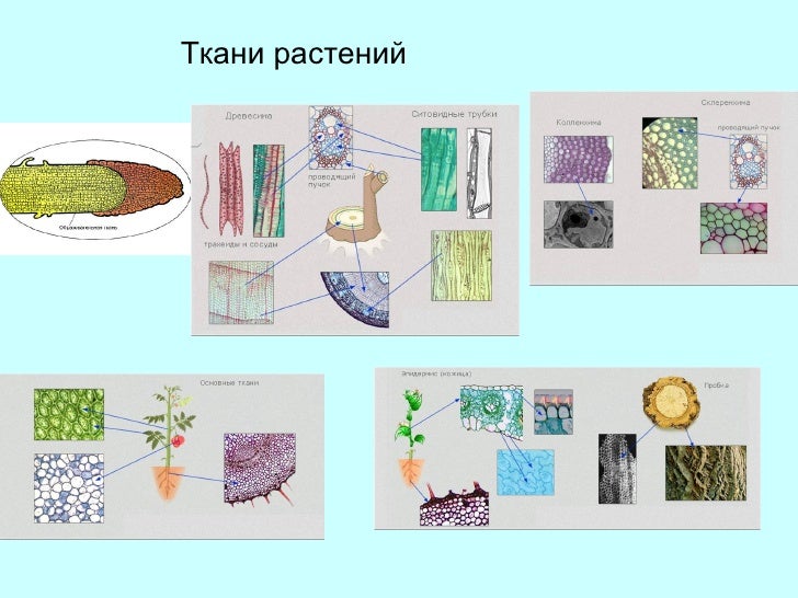Ткани растений схема