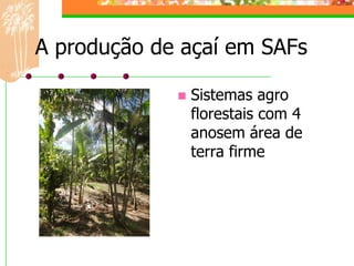 A produção de açaí em SAFs

                Sistemas agro
                 florestais com 4
                 anosem área de
                 terra firme
 