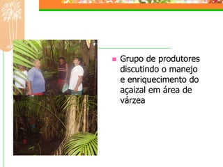    Grupo de produtores
    discutindo o manejo
    e enriquecimento do
    açaizal em área de
    várzea
 