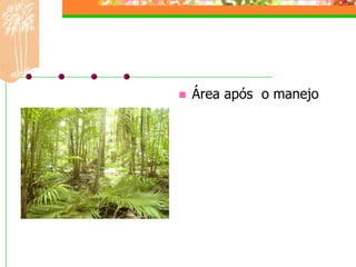    Área após o manejo
 