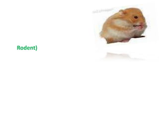 Rodent)
 