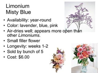 Limonium Misty Blue Availability: year-round Color: lavender, blue, pink Air-dries well; appears more open than other  Limoniums. Small filler flower Longevity: weeks 1-2 Sold by bunch of 5 Cost: $6.00 