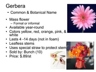 Gerbera  -  Common & Botanical Name Mass flower Formal or informal Available year-round Colors yellow, red, orange, pink, & white Lasts 4 -14 days (not in foam) Leafless stems Uses special straw to protect stem Sold by: Bunch (10) Price: $.89/st 