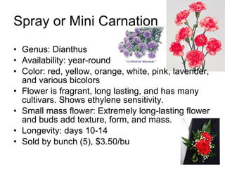Spray or Mini Carnation Genus: Dianthus Availability: year-round Color: red, yellow, orange, white, pink, lavender, and various bicolors Flower is fragrant, long lasting, and has many cultivars. Shows ethylene sensitivity. Small mass flower: Extremely long-lasting flower and buds add texture, form, and mass. Longevity: days 10-14 Sold by bunch (5), $3.50/bu 