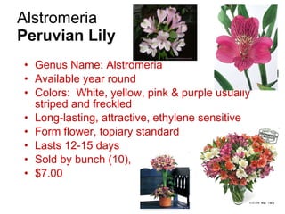 Alstromeria  Peruvian Lily Genus Name: Alstromeria Available year round Colors:  White, yellow, pink & purple usually striped and freckled Long-lasting, attractive, ethylene sensitive Form flower, topiary standard Lasts 12-15 days Sold by bunch (10),  $7.00 