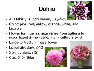 Dahlia Availability: supply varies, July-Nov. Color: pink, red, yellow, orange, white, and bicolors Flower form varies; size varies from buttons to magnificent dinner-plate; many cultivars exist. Large to Medium mass flower  Longevity: days 2-10 Sold by Bunch (5) Cost $10-15/bu 
